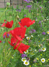 bloemen