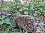 egel